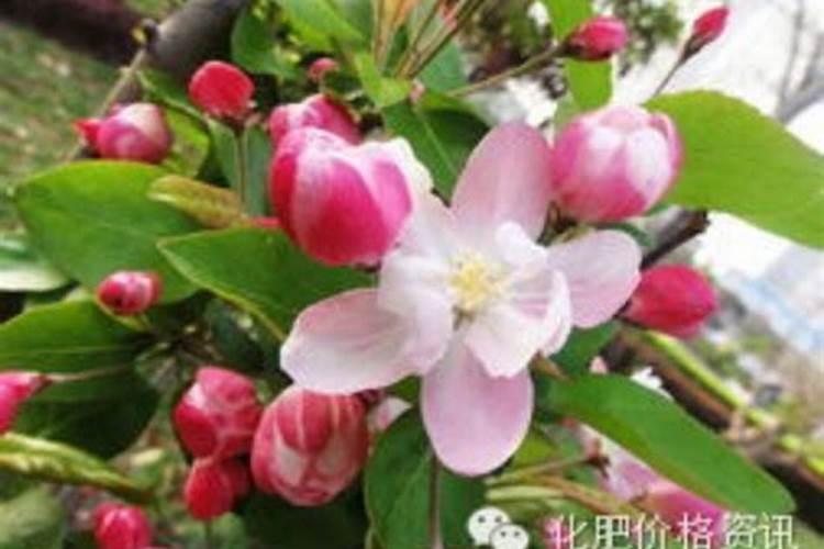 海棠花施什么肥好