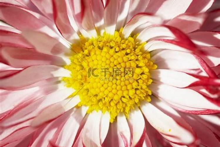 红花中间有个黄色柱子,非常好看,请问是什么花？