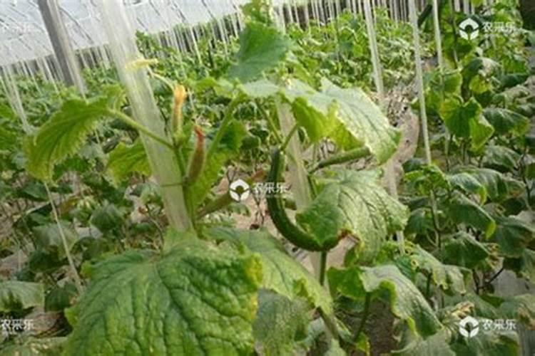 黄瓜用叶绿后彭瓜慢怎么办？