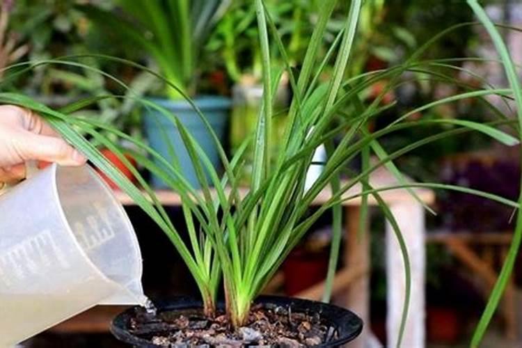 兰花分株后怎样浇水施肥？