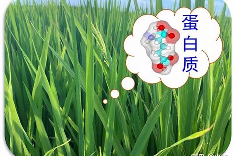 植物都要补充氮磷肥吗为什么？