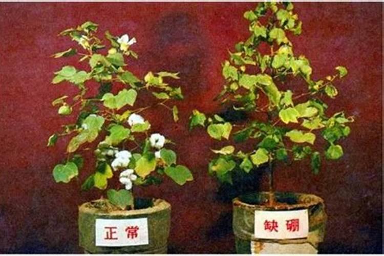 棉花缺硼症状怎么及时施肥？