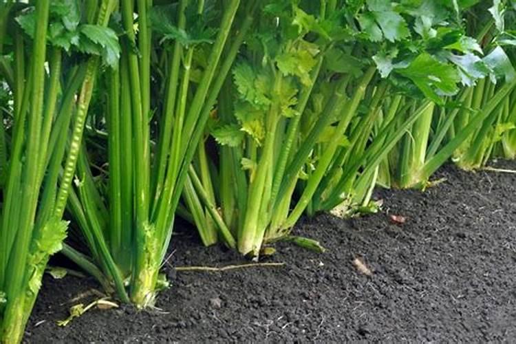 芹菜多少温度最适宜？