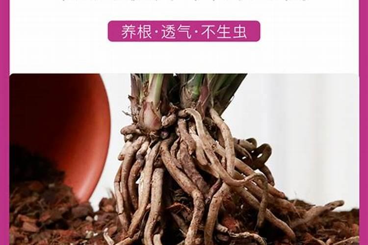 君子兰,蝴蝶兰,兰花能用同一种植料种植吗？