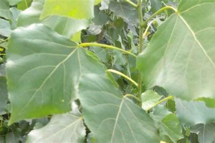 白杨树用什么肥料长的最快？