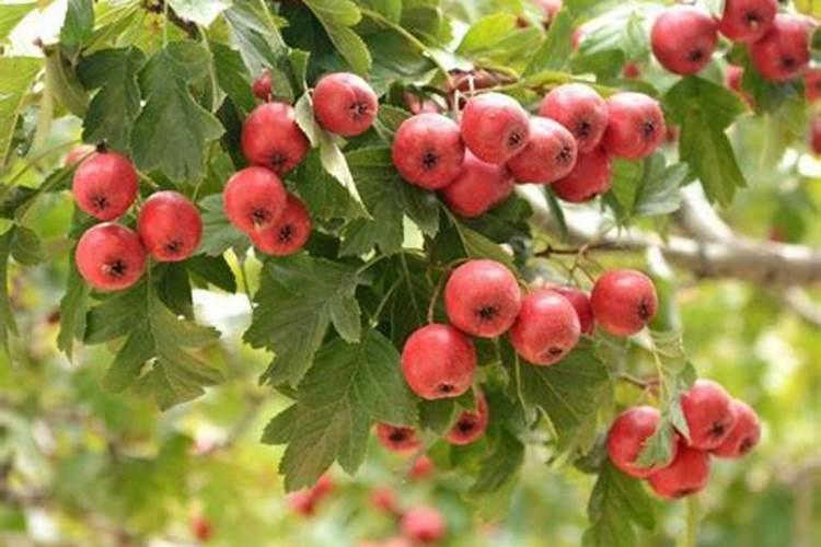 山楂树施肥的最佳时间和方法