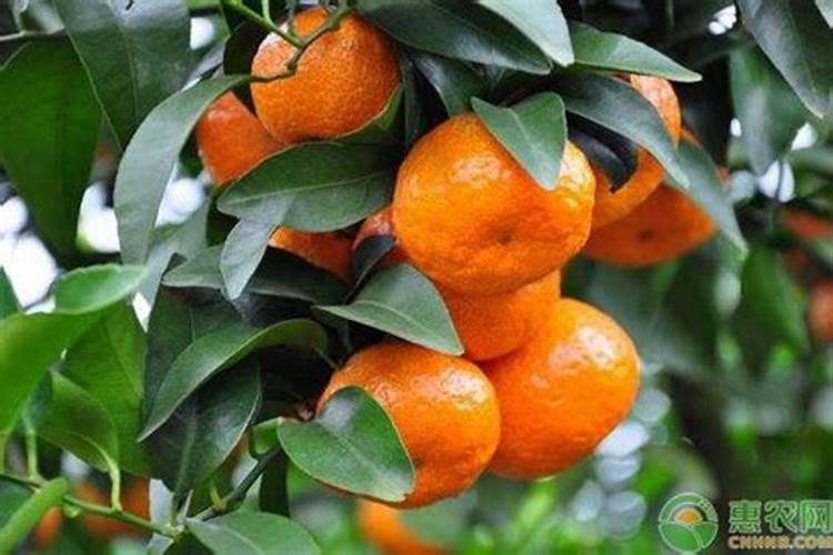 无核沙糖桔的种植技术