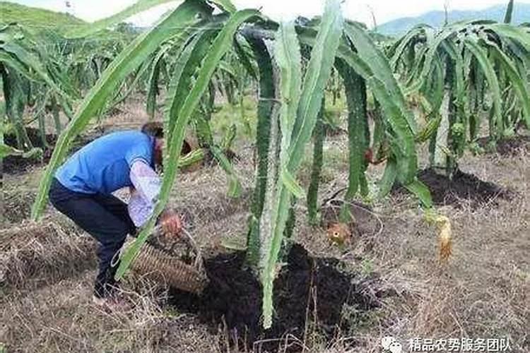 火龙果全年施肥一览表