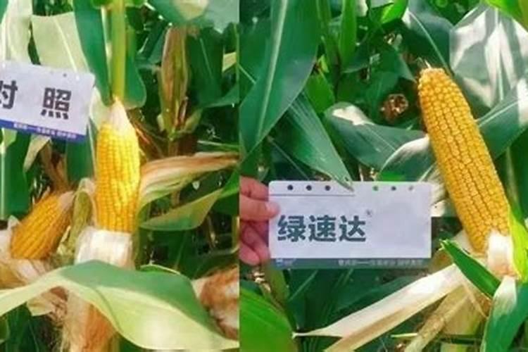 绿速达液体肥能满足玉米后期的追肥吗？