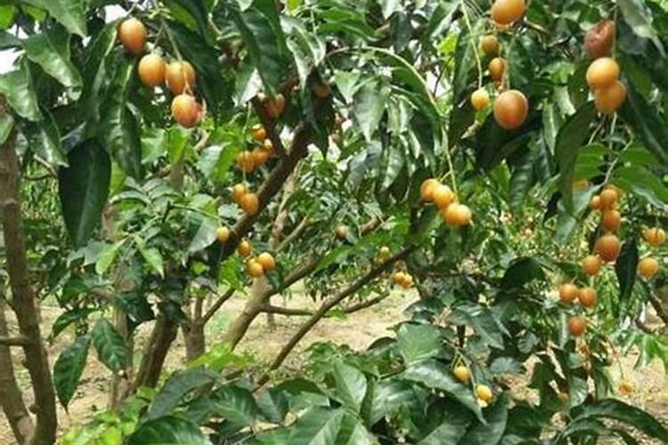 黄皮果怎样施用磷肥肥料最好？