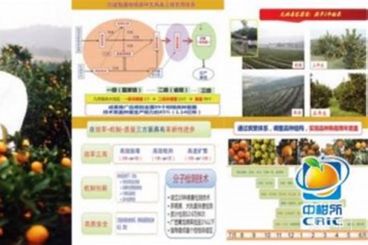 柑橘最忌三种肥料