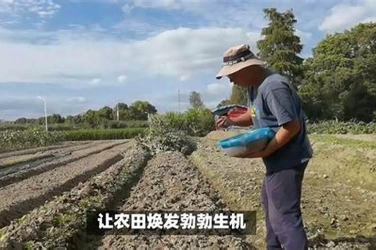 树叶怎样沤制有机肥？