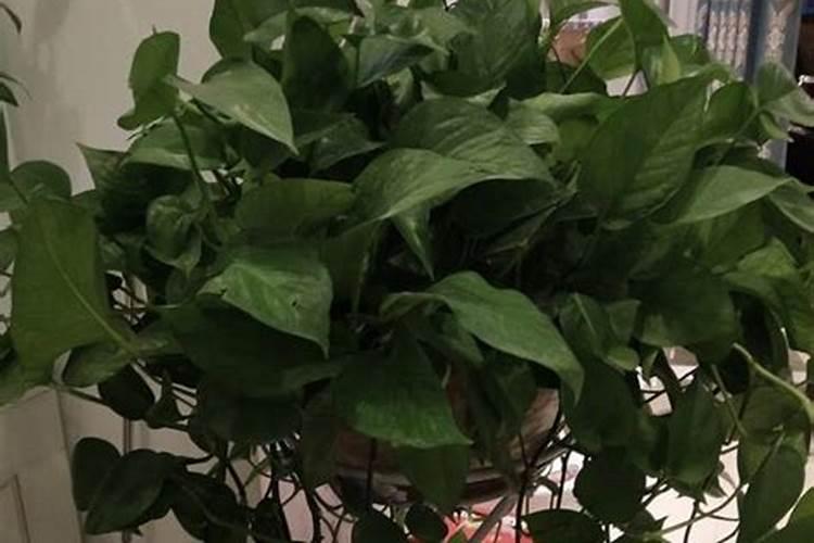 绿萝专用肥兰花能不能用水浇？