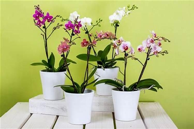 油渣水适合浇什么花