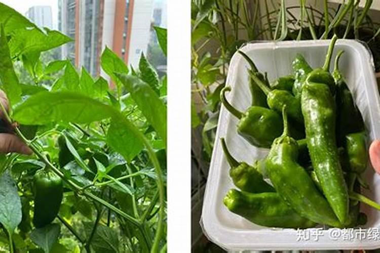 辣椒光开花不结果缺什么肥料好？