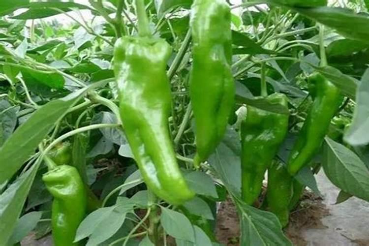 辣椒开花不结果是什么原因,用什么肥料