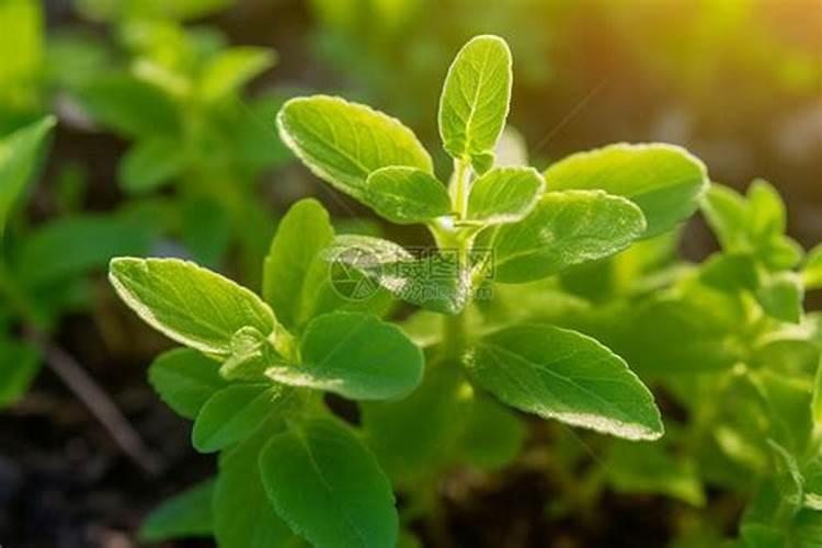 甜叶菊叶子干枯怎么回事？