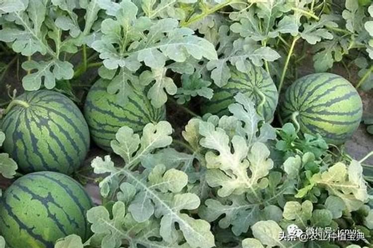 春季西瓜怎么施肥春季西瓜施肥方法及时间