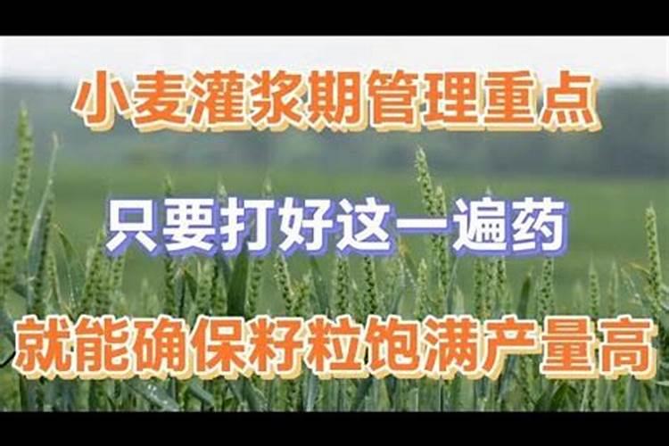 小麦灌浆期打什么药