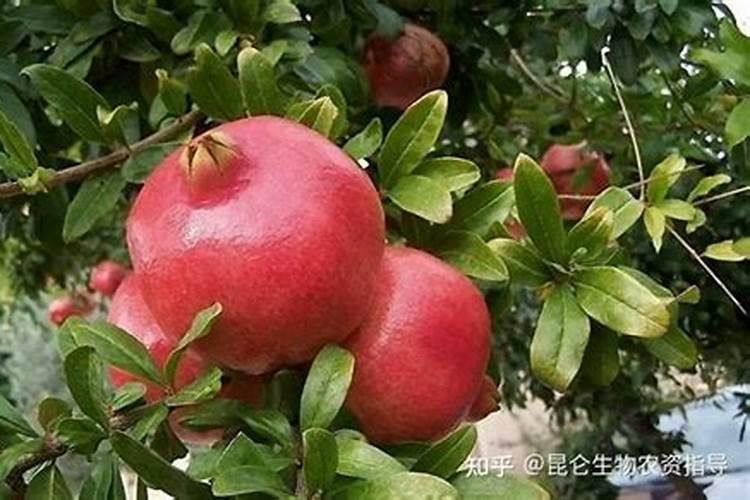 石榴用什么叶面肥做过多的肥料？
