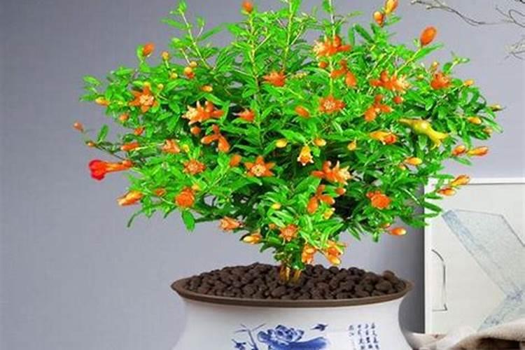 石榴树用什么肥料最好