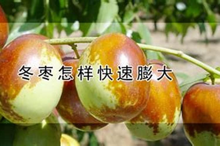 冬枣怎样快速膨大