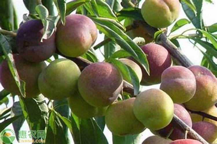 种植李子应该在什么时候施肥？怎么施？