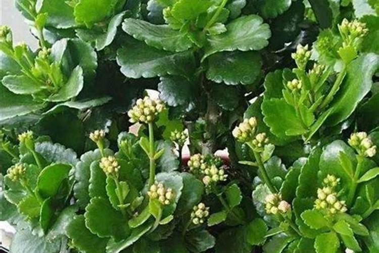 长寿花小苗用什么氮肥最好用？