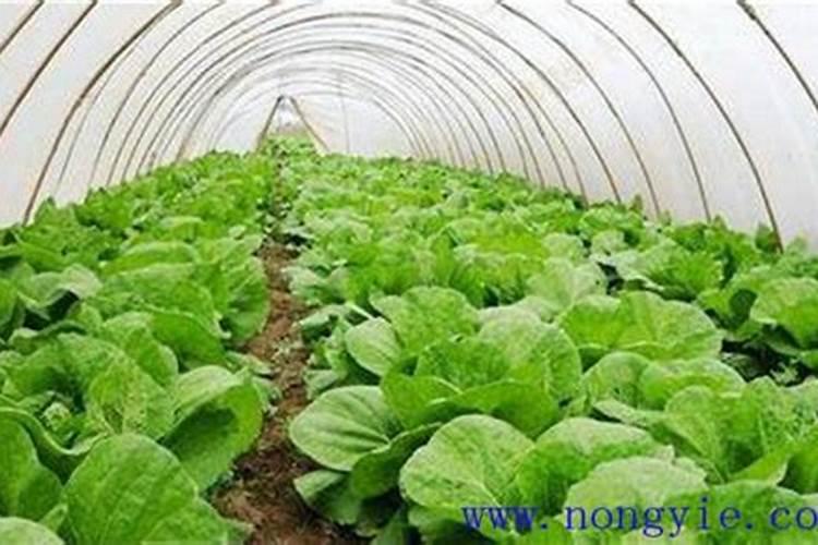 生菜施肥淋尿素怎样淋