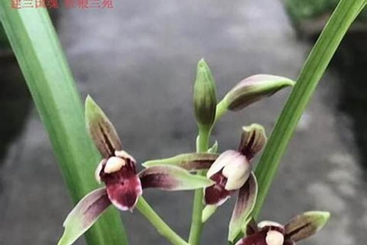 钾肥对兰花的作用是什么样的？