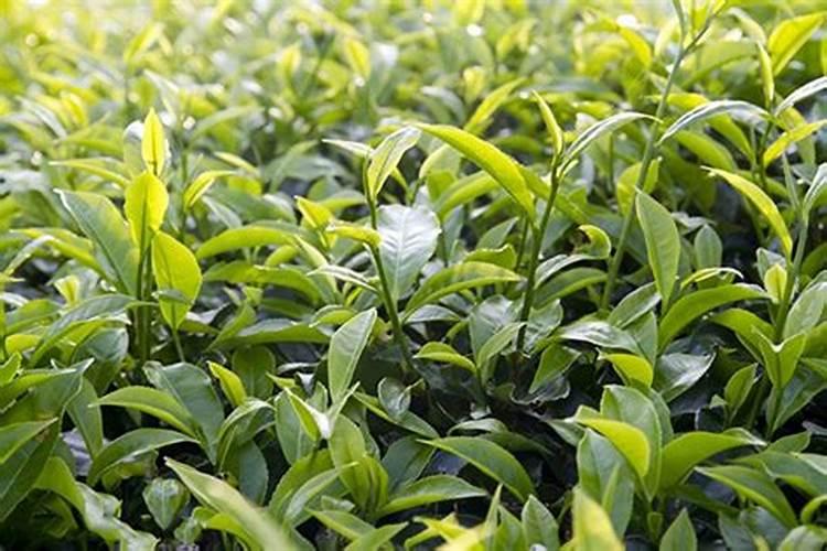 哪款水溶肥适合白茶种植用？