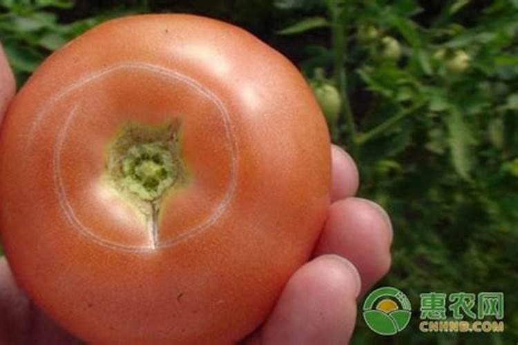 西红柿用芸苔素会裂果么为什么？