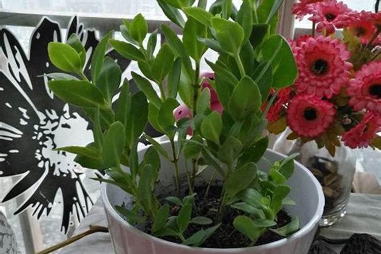 种花用什么养料