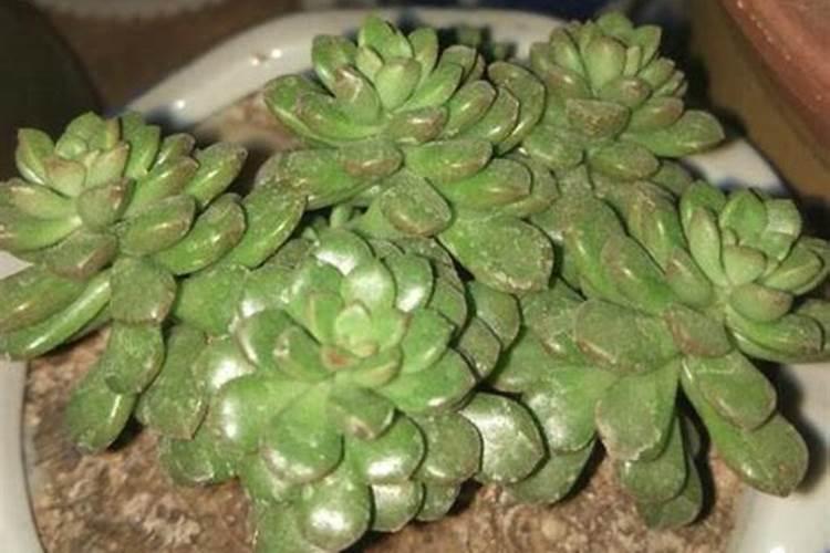 多肉植物复合肥怎么使用