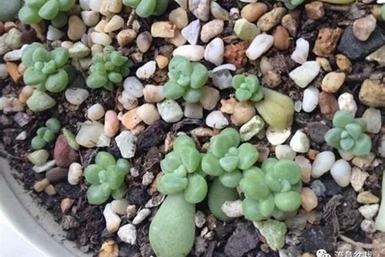 播种多肉植物可以直接用复合肥吗