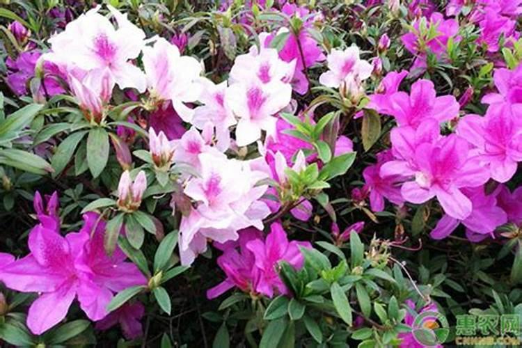 杜鹃花要施什么肥料