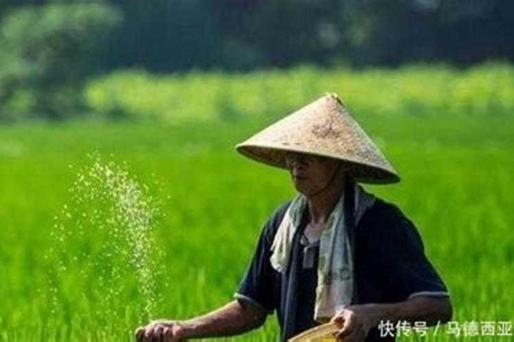 什么是水稻如何高产施肥 水稻是什么如何高产施肥