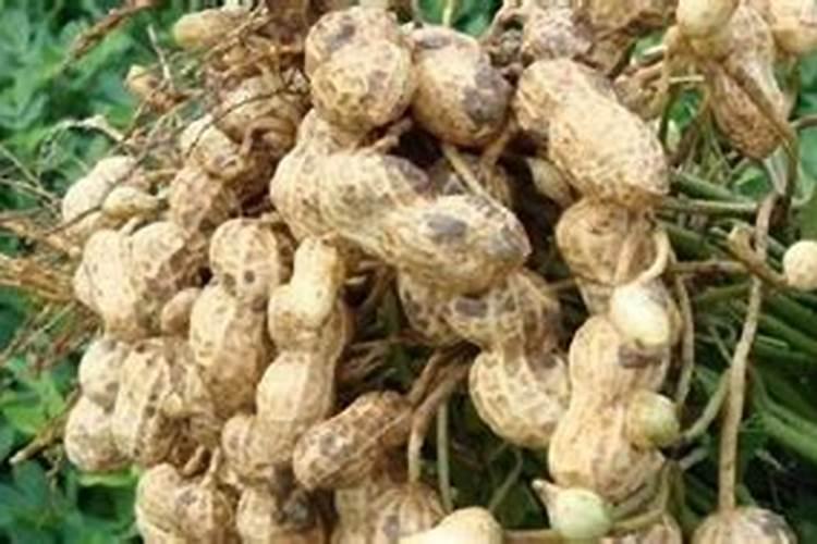 打完矮素再打叶面肥行吗有效果吗？