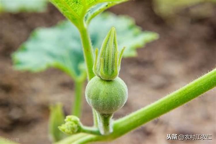 南瓜施肥可用磷肥吗为什么不能用？