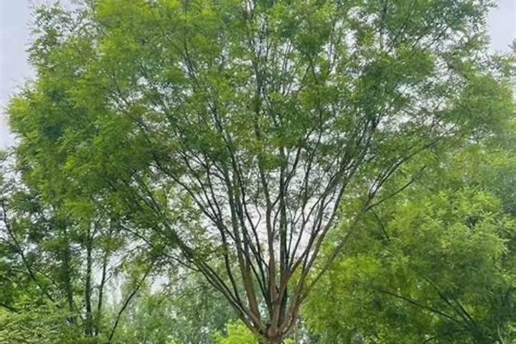 国槐种植 国槐种植方法