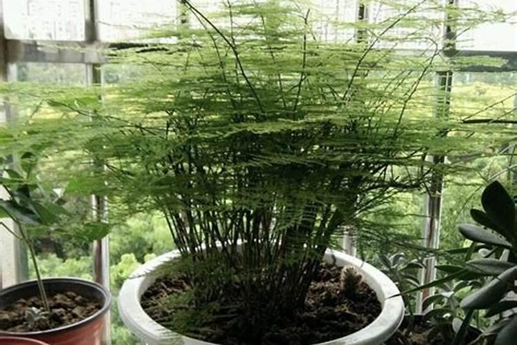 文竹施什么肥料好,施肥可以用速效复合肥吗