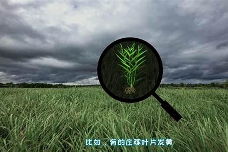 为什么说雷雨发庄稼呢!