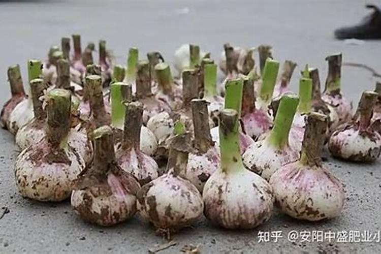 大蒜使用喜满地生根水溶肥是不是蒜瓣品质就会好一点,还是使用高钾的比较...