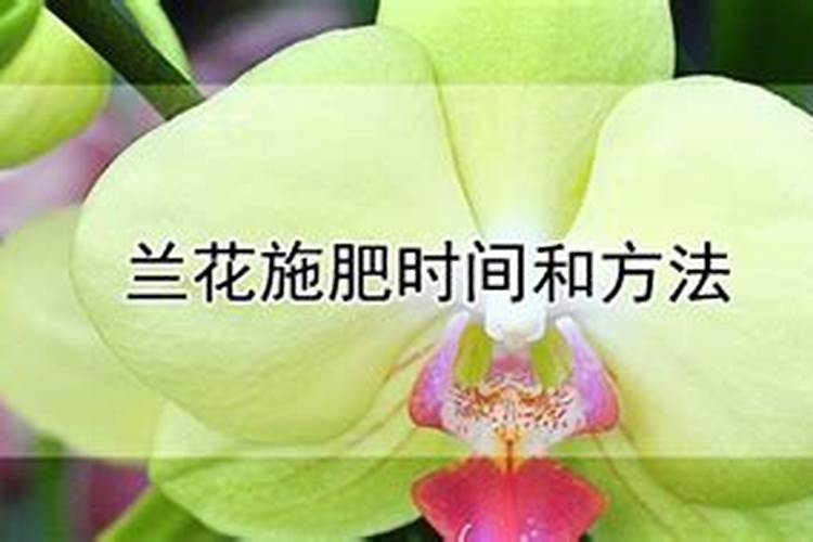 兰花施肥时间和方法