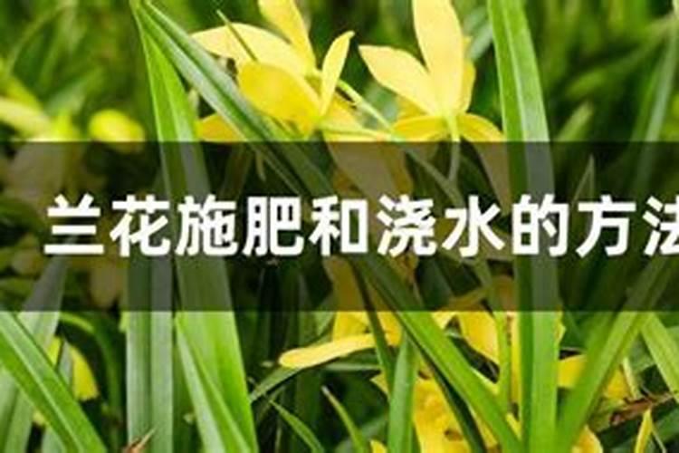 兰花施肥和浇水的方法