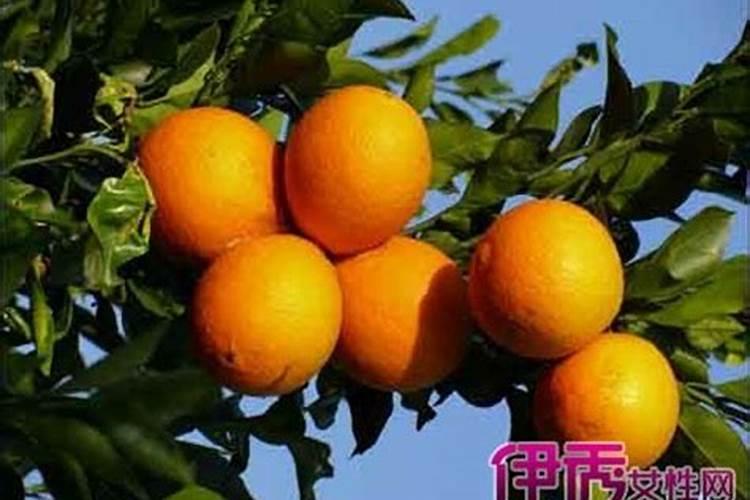 钙镁磷肥对柑橘有什么作用与功效？