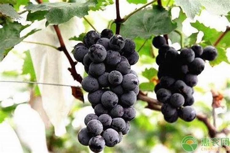 葡萄果粉少是怎样