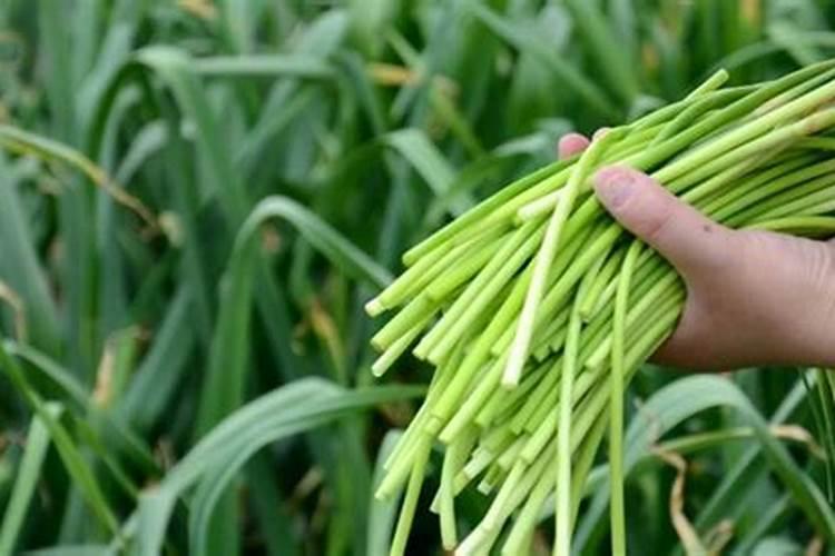 抽完蒜苔怎样管理大蒜