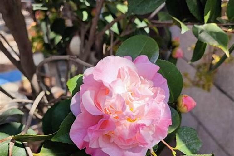 香妃茶花花期半个月施一点磷肥可以吗？