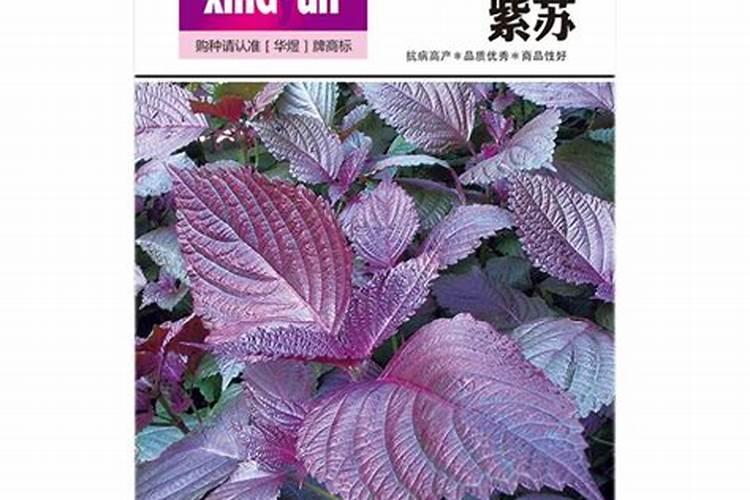 紫苏种植小苗施肥时间